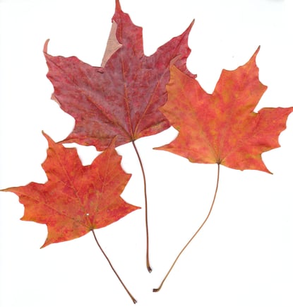 Leave It to Nature for Glorious Creative Inspiration