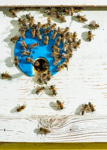 Bee-Hive