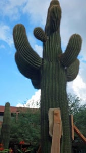 Cactus-Prickly-People