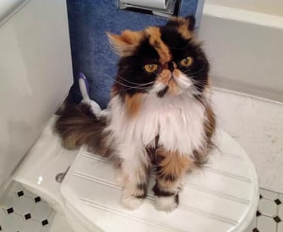 Cat-or-get-off-the-pot