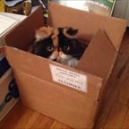 Clementine-Box