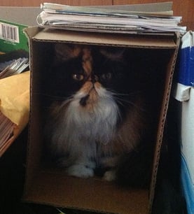 Clemmie-Box