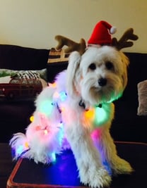 Cosmo-Kramer-Cutest-Christmas-Dog