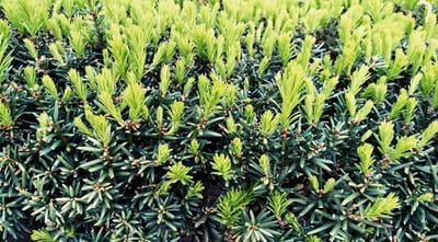 Content Marketing Strategy – 8 Ways to Create New Growth from Evergreen Content