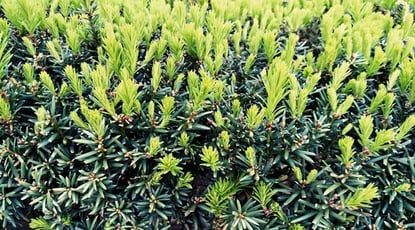 Content Marketing Strategy – 8 Ways to Create New Growth from Evergreen Content