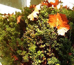 Social Media - 5 Tips to Sharing an Evergreen Blog Post