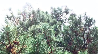 17 Ways to Add New Value to Evergreen Content