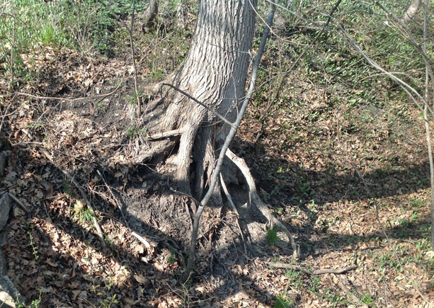 On-the-Road---Tree-Roots