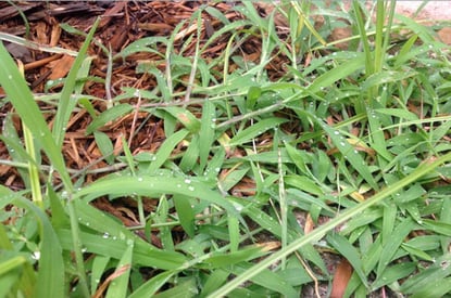Strategic Thinking - 12 Ways Project Teams Can Stay out of the Weeds